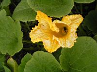 Courge ou potirron (2) (Photo F. Mrugala)